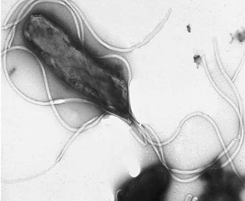 Une bactérie pourvue de longs flagelles, vue en microscopie électronique à balayage - <em>Helicobacter pylori</em> montrant de nombreux flagelles à la surface de la cellule. © Domaine public
