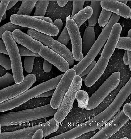 Une culture pure d'<em>Escherichia coli</em> : vue au microscope électronique à balayage. © Domaine public