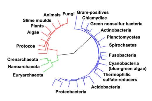 L'arbre de la vie basé sur la séquence complète de génomes. Les bactéries sont figurées en bleu. © Domaine public