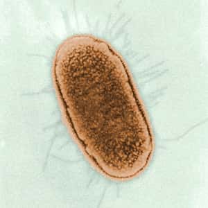La bactérie <em>E. coli</em> a permis de découvrir le principe de l'opéron lactose. © AJC1, Flickr CC by-nc 2.0