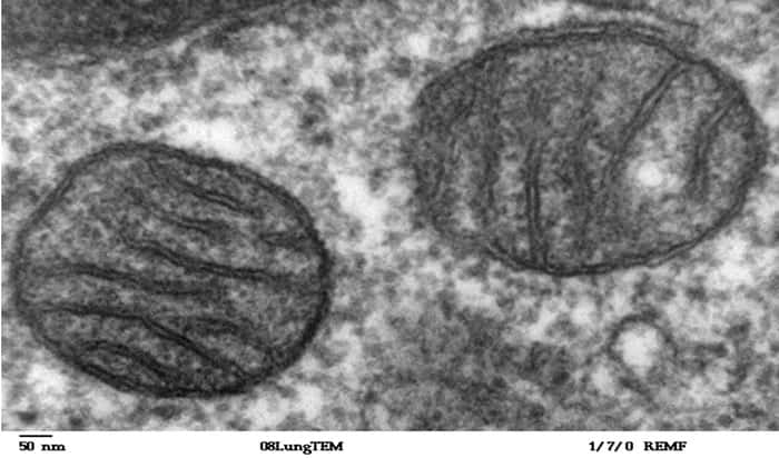 Mitochondries de cellules de mammifères. © Domaine public