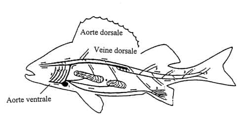 La circulation sanguine chez le poisson. © Eriksson et Johnson, 1979, <a href="http://www.fao.org/DOCREP/003/V7180F/V7180F04.htm" target="_blank">FAO</a>