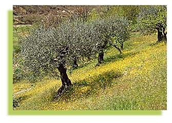 L'olivier toute une symbolique