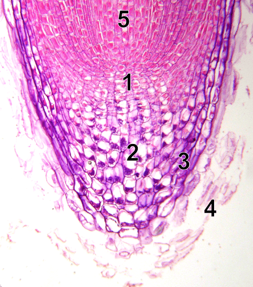 Le méristème fait partie des tissus fondamentaux du végétal. Sur cette pointe racinaire au microscope, 1 : mérystème, 2 : columelle, 3 : partie latérale de la coiffe, 4 : cellules mortes arrachées, 5 : zone d'élongation. © Emmanuel.boutet, Wikipédia, CC by sa 2.0