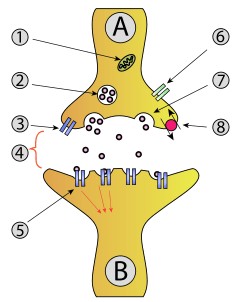  <br />Si nécessaire, on peut prescrire à l’enfant dépressif un inhibiteur sélectif de la recapture de sérotonine, qui va réguler la circulation de cette hormone. Ici, la pompe à recapture est le gros point rose sur la droite. 1 Mitochondrie, 2 Vésicule synaptique pleine de neurotransmetteurs, 3 Autorécepteur, 4 Fente synaptique, 5 Récepteur de neurotransmetteur, 6 Flux de calcium, 7 Vésicule libérant des neurotransmetteurs, 8 Pompe de recapture de la sérotonine. © Mouagip