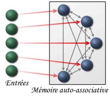 <br /><em>Exemple d'une architecture d'une mémoire auto-associative linéaire</em>