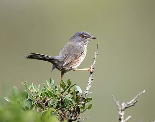 La fauvette pitchou est un petit oiseau passereau présent dans la réserve naturelle de Pinail. © Carles Pastor, Wikipédia, licence Creative Commons paternité – partage à l’identique 3.0 (non transposée) 