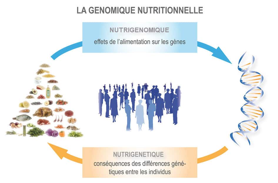 La nutrigénomique étudie les effets de l’alimentation sur le patrimoine génétique, tandis que la nutrigénétique se concentre sur les particularités génétiques de chacun. © DR