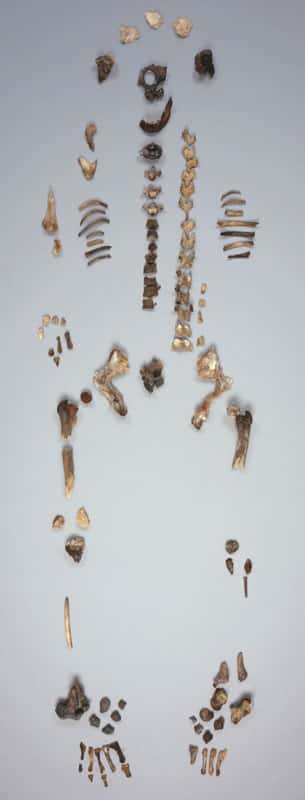 Fig. 7 - Le squelette d’Arégonde a été l'objet d'analyses, par l'angle de l'anthropologie et de la génétique. © Loïc Hamon, MAN