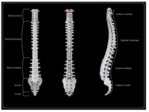 La colonne vertébrale, avec à droite ses quatre courbures et à gauche (de haut en bas) le rachis cervical, le rachis thoracique, le rachis lombaire, le sacrum et le coccyx. © Wikicommons/Kaudris