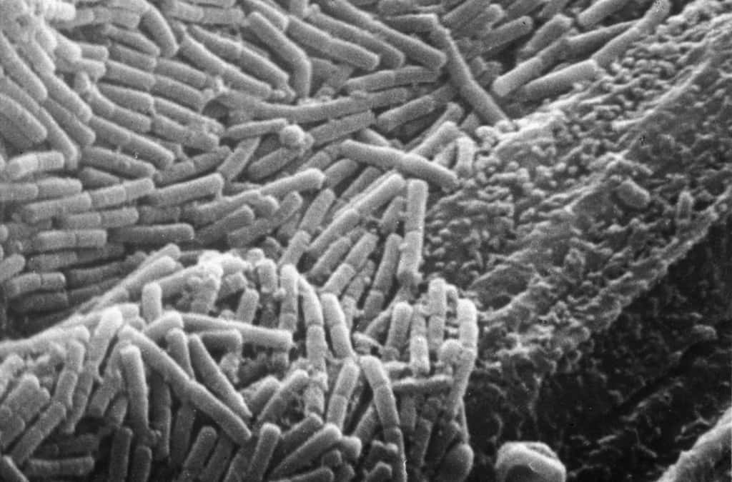 Bactéries adhérentes à la paroi du rumen. Nombre d’entre elles sont rejetées dans les excréments. La plupart ne sont pas pathogènes pour l’Homme. © Brigitte Gaillard-Martinie/Inra