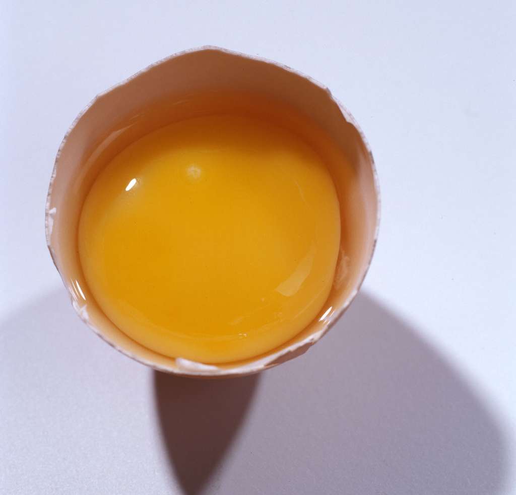 En cassant l’œuf, la coquille souillée peut contaminer le jaune. Mais celui-ci peut aussi avoir été contaminé dans l’oviducte dans de plus rares cas. © Christophe Maître/Inra