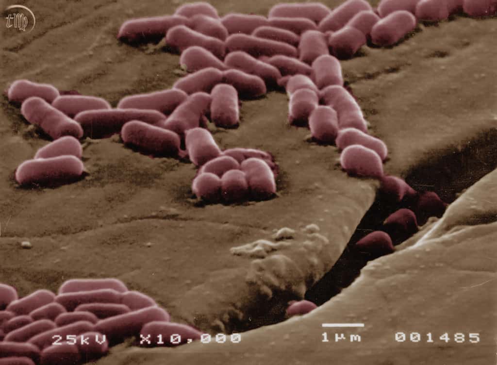 Listeria <em>monocytogenes</em> adhérant sur de l’acier. Les microfissures invisibles à l’œil sont des tranchées pour les bactéries. © Thierry Meylheuc, plate-forme MIMA2, Micalis, Massy/Inra