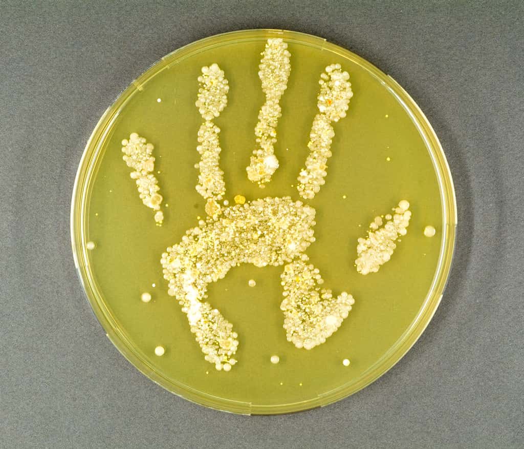 Culture en boîte de Pétri mettant en évidence les micro-organismes présents à la surface d'une main propre essuyée avec un torchon sale. © Bertrand Nicolas/Inra