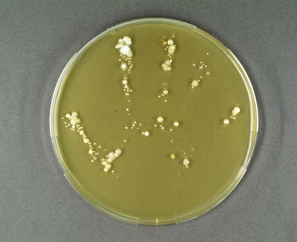 Culture en boîte de Pétri mettant en évidence les micro-organismes présents à la surface d'une main propre essuyée avec un torchon relativement propre. © Bertrand Nicolas/Inra