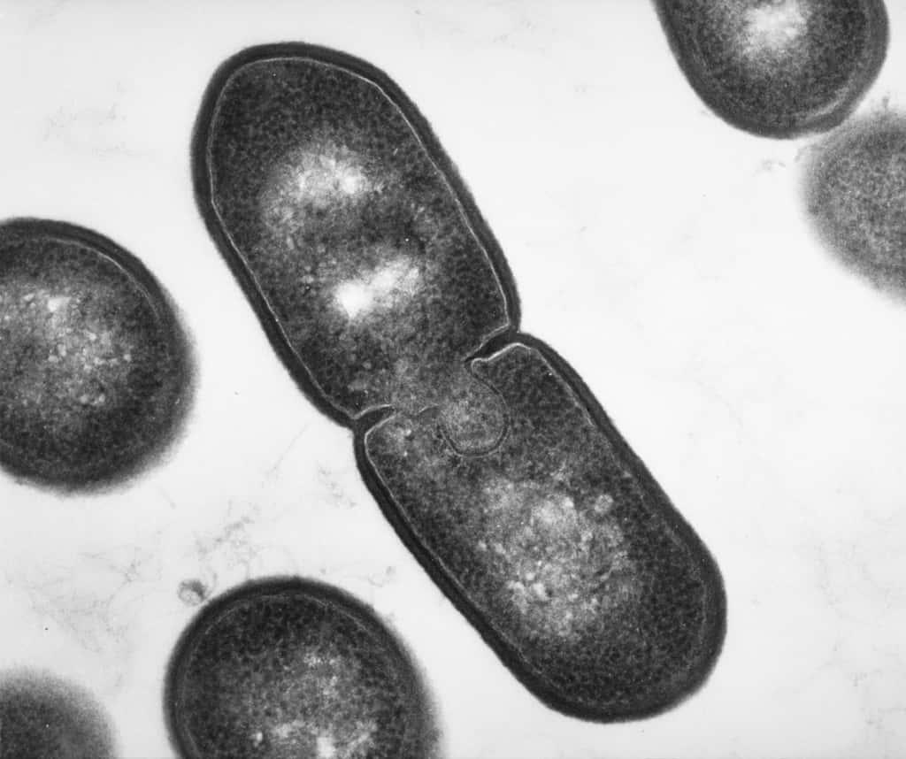 <em>Listeria innocua</em> en cours de division (x 50.000). Pour se multiplier, les bactéries s’allongent puis se divisent. Tout simplement. © Bénédicte Cesselin/Inra    