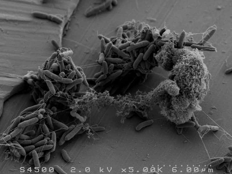 <em>Pseudomonas fluorescens</em> fait souvent partie de la flore résidente des réfrigérateurs domestiques. Cette bactérie est une de celles qui va altérer les aliments, dont les viandes. © Thierry Meylheuc, plateforme MIMA2, Micalis, Massy/Inra