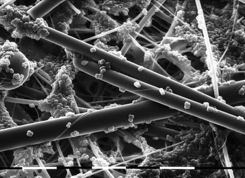 Colonisation de fibres de verre par Staphylococcus carnosus (x 3.240). © Régine Talon/Inra 