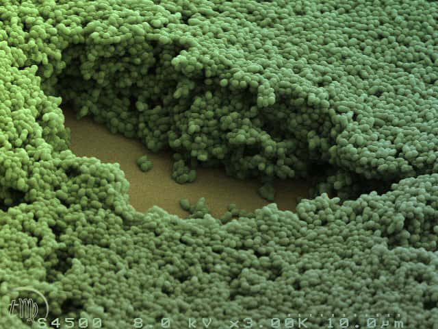 Biofilm de Lactococcus  lactis sur verre. © Romain Briandet, plate-forme MIMA2, Micalis, Massy/Inra    