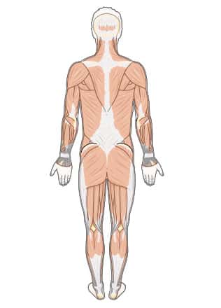 Les muscles du dos peuvent se crisper et entraîner des douleurs. Ce sont donc des douleurs musculaires. © SMA