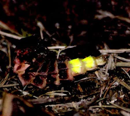 Le ver luisant est bioluminescent (femelle ailée du lampyre). © Jacques Chibret, Flickr, CC by-nc-sa 2.0