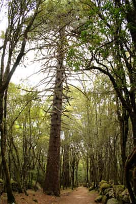 Le<em> Pinus pinaster </em>aussi appelé Pin des Landes est sensible aux champignons<em>.</em> © Jean-Pol Grandmont, CC 3.0 