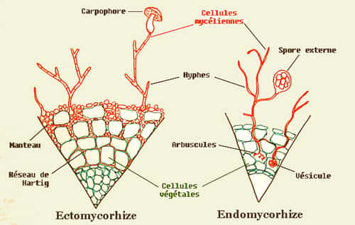 La mycorhize, un organe symbiotique mixte. © Grogg, CC 1.0