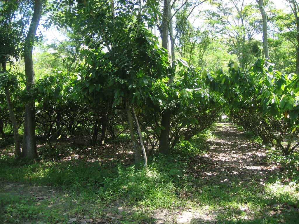 Le cacaoyer, l'arbre de l'ombre.  À quoi ressemblent les cabosses de cacao ? Et les fleurs du cacaoyer ? Y a-t-il différentes couleurs ? © R. Boulanger