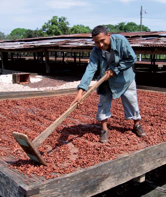 Brassage du cacao au cours du séchage. © Valrhona