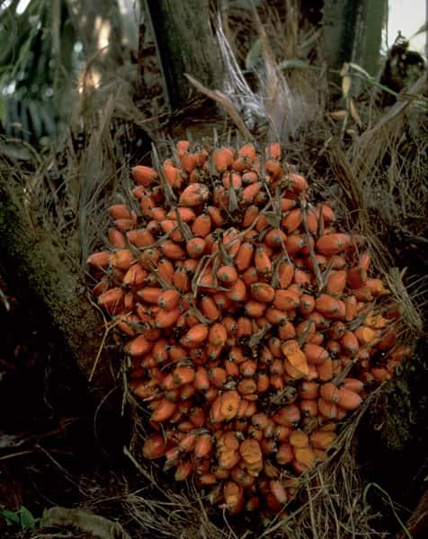 Drupes du palmier à huile, dont on tire l'huile de palme, l'une des six matières grasses végétales autorisées dans le chocolat. © C. Lanaud