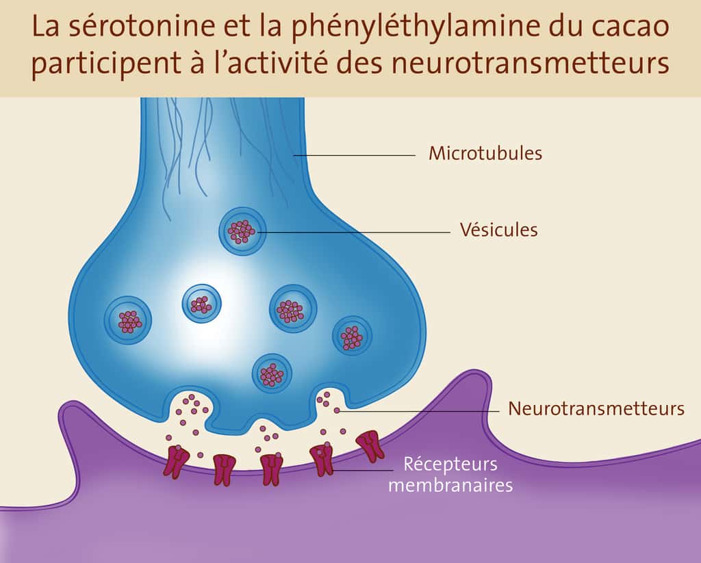 La sérotonine et la phényléthylamine du cacao participent à l'activité des neurotransmetteurs.  © Gwendolin Butter
