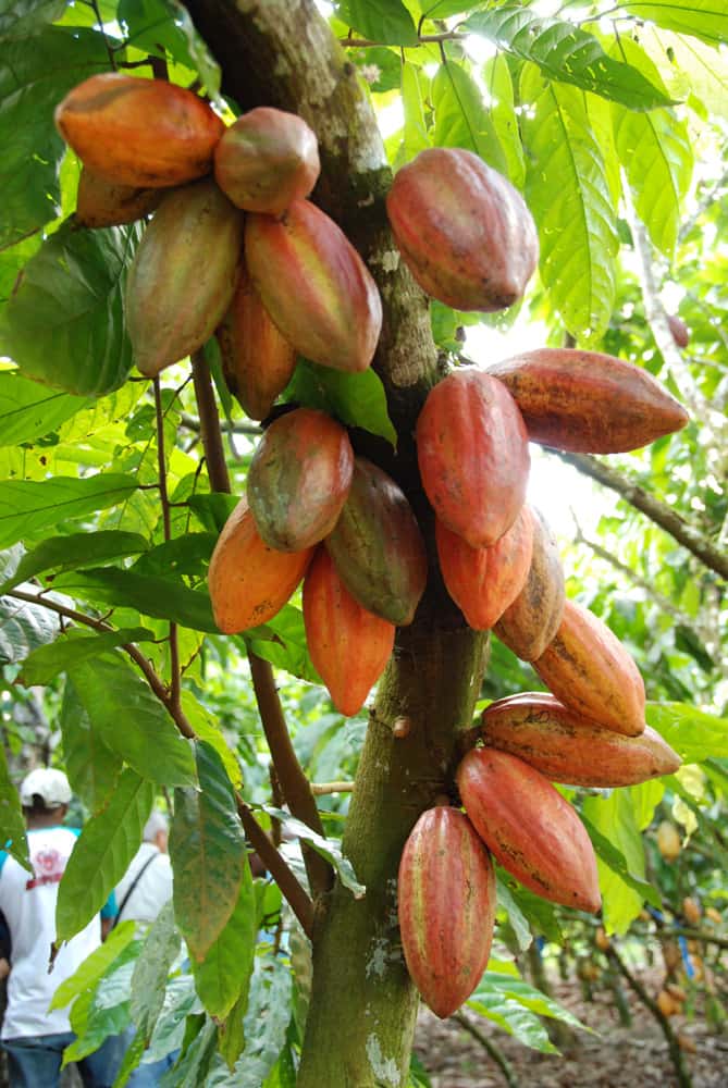 Cabosses de cacao au Brésil. © S. Bonnat  