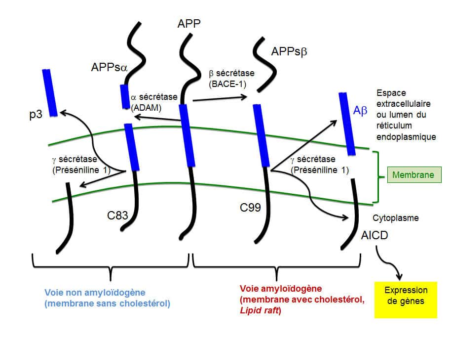 Les gènes du précurseur du peptide Aß (APP) ou des présénilines (PS1 et PS2) mutent et favorisent la production du peptide Aβ (voie amyloïdogène). © DR