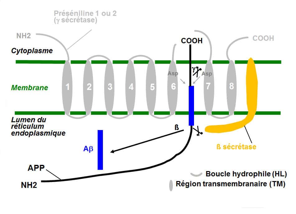 L’apolipoprotéine E permet de réparer les membranes cellulaires, et d’éliminer le peptide Aβ. © DR