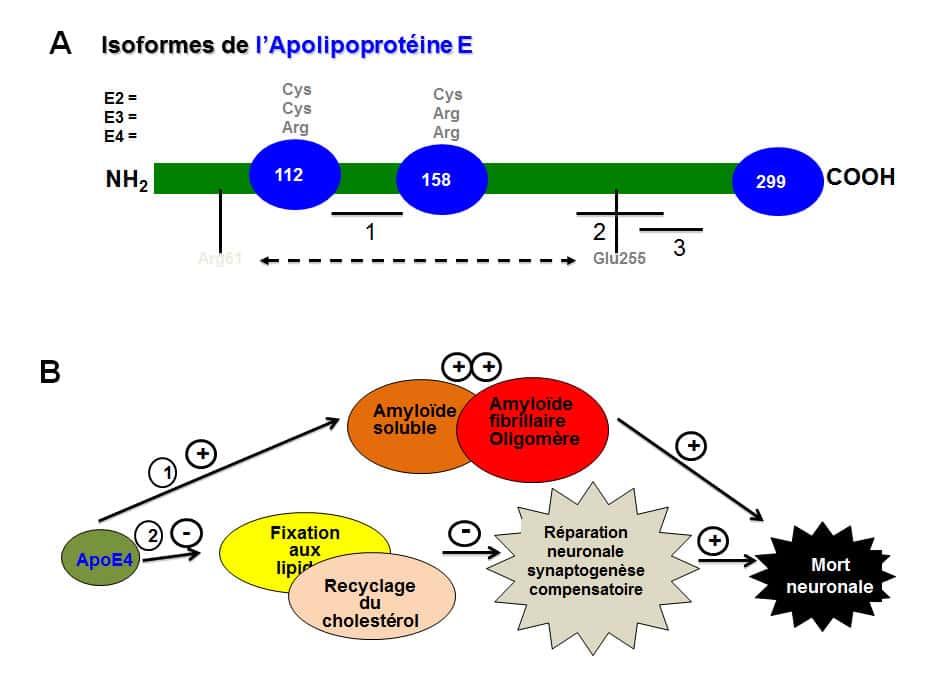 L’allèle E4 de l'apolipoprotéine (ApoE4) est un facteur de risque pour la maladie d’Alzheimer. © DR