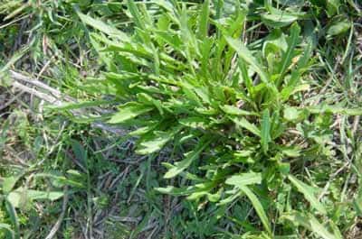 Roquette (Diplotaxis tenuifolia) &copy; Josiane Ubaud