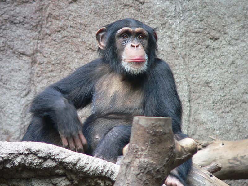 Les chimpanzés utilisent des baguettes pour récolter les fourmis. © Thomas Lersch, CC by-sa 3.0 