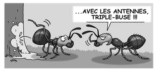 Les fourmis communiquent par phéromones. © Patrick Goulesque