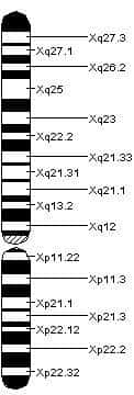 Carte du chromosome X. © US Federal Government, domaine public, Wikimedia Commons