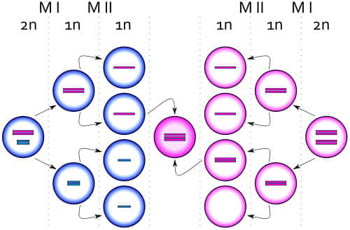 Méioses et fécondation donnant une cellule avec trois chromosomes X (en rose), donc une trisomie X. © Silver Spoon, CC by sa 2.5, Wikimedia Commons