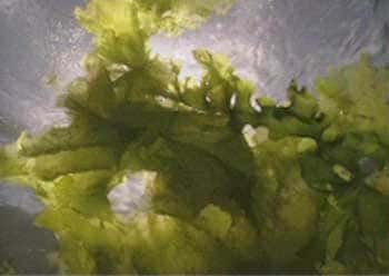 Description du phénomène de marée verte