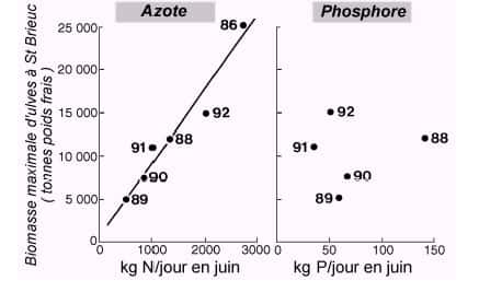  Figure 6. Relations empiriques entre les flux d'azote et de phosphore apportés par les rivières en juin dans le sud de la Baie de Saint-Brieuc et le maximum annuel de biomasse atteint en juillet sur ce site.