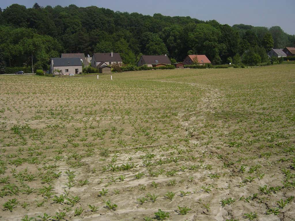 Des traces de ruissellement au sein d’un champ de betteraves derrière des habitations, près d’Ottignies (Belgique). © O. Evrard 
