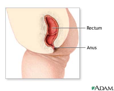 L'incontinence fécale peut être passive ou active, elle a plusieurs causes (sur ce schéma, une coupe du rectum). © ADAM Inc. DR