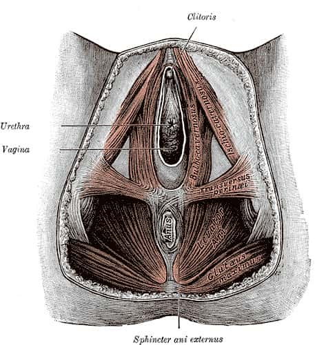 La rééducation périnéale, en traitement de l'incontinence, consiste à renforcer les muscles du périnée (ici, schéma des muscles du périnée chez une femme). © Gray's Anatomy, DP