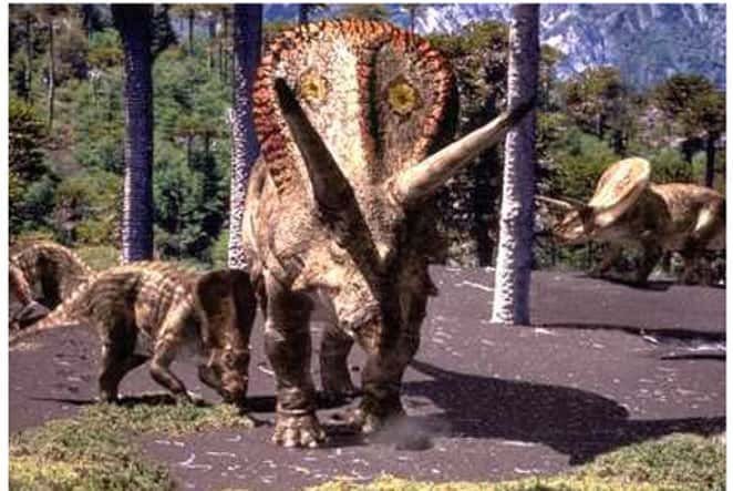 Le crâne de ce Torosaurus, preuve d'une sénescence des dinosaures ? © BBC 