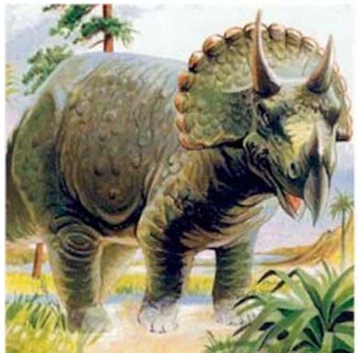 Triceratops. © DR