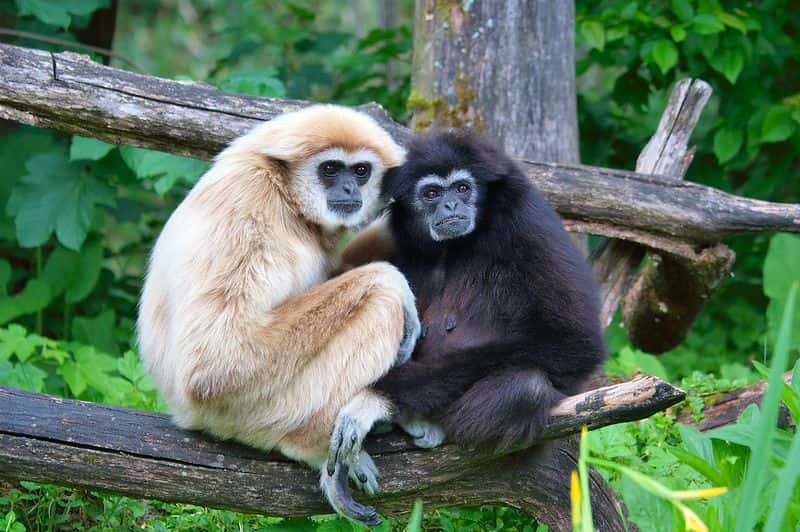 Gibbon à mains blanches (<em>Hylobates lar</em>) sur une branche. © Matthias Kabel, CC by 2.5