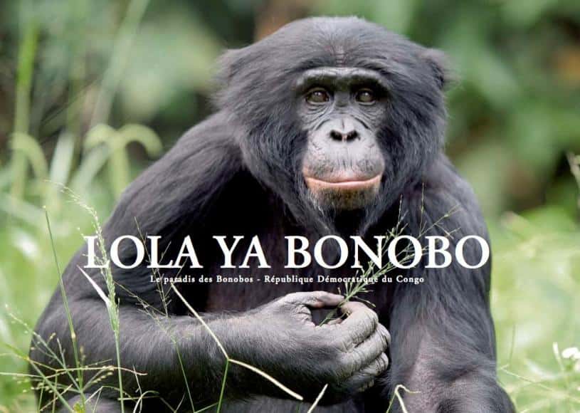 Le sanctuaire <em>Lola Ya Bonobo</em> est un paradis pour les bonobos. © DR