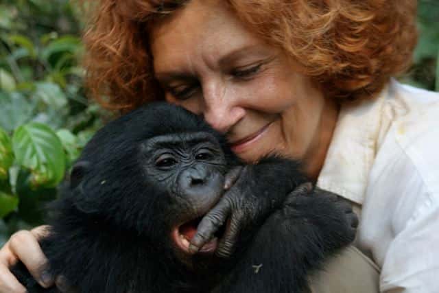 Claudine André et un jeune bonobo. © DP